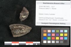 Foto (Objekt + Etikett) von Penteune clarkei F.V. Mueller (NHMW-GEO-2024-0188-10429)